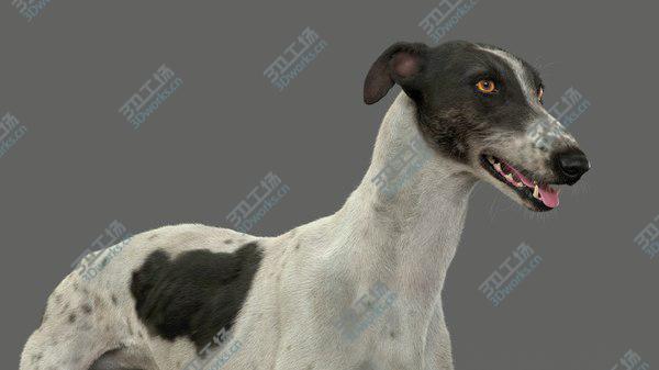 images/goods_img/20210312/3D Greyhound (4) (Fur) model/4.jpg